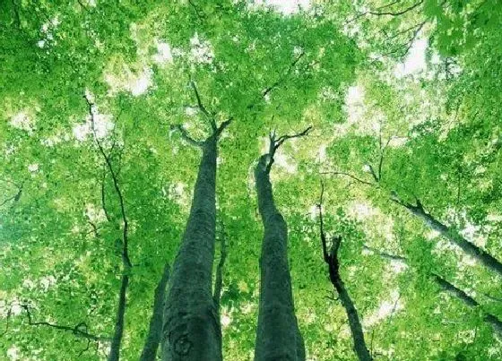 植物百科|面粉树长在什么地方