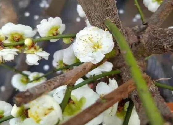 花卉百科|梅花是哪个市的市花