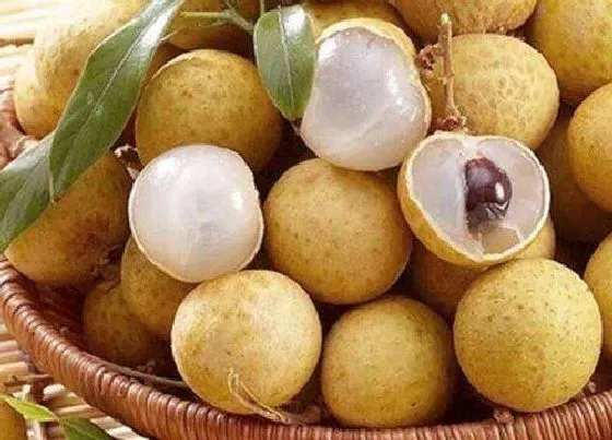 果实科普|桂圆为什么叫龙眼故事（龙眼和桂圆的来历和传说）