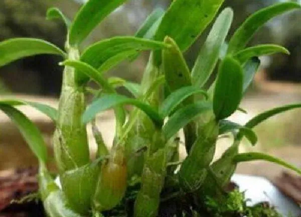 植物移栽|石斛上盆时间与养护方法