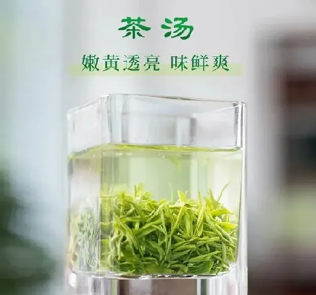 植物产地|信阳毛尖是哪里产的