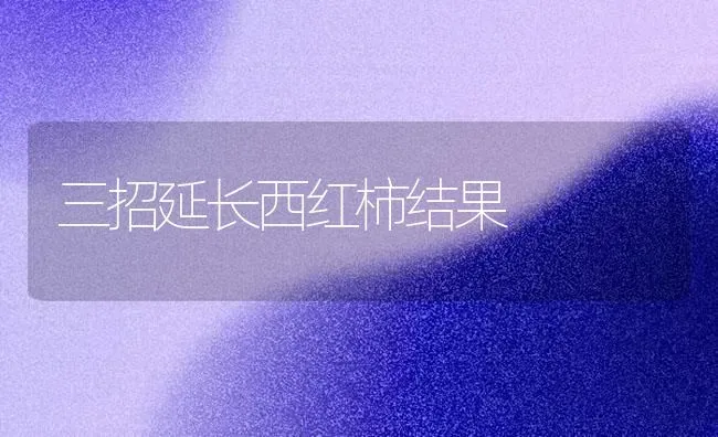 三招延长西红柿结果 | 瓜果种植