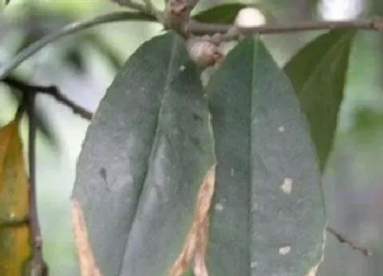 植物虫害|桂花树病虫害有哪些 防治技术与方法