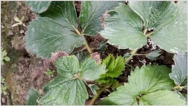 草莓药害该怎么挽救 | 植物病害