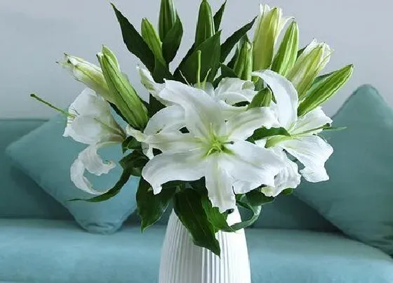 鲜花|百合花怎么醒花