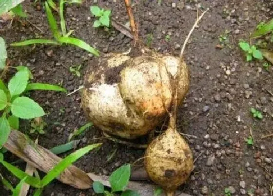植物施肥|地瓜施什么肥最好