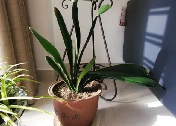 绿植|火山石花盆适合种什么植物