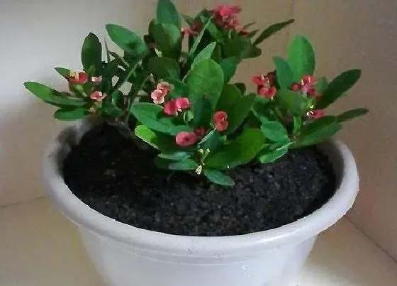 植物施肥|虎刺梅浇什么肥料合适