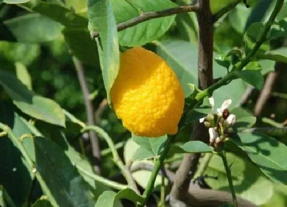 冬天植物|柠檬冬天怕冷吗 冬天室外耐寒最低多少度