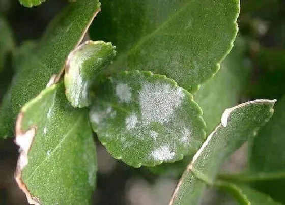 植物虫害|花草长虫子怎么办