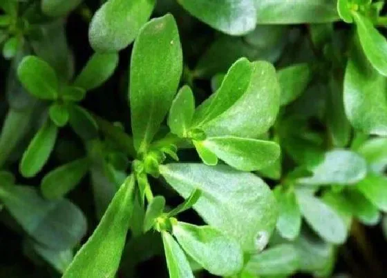植物百科|长寿草又叫什么名称
