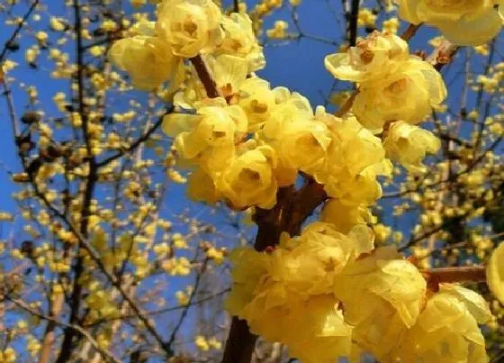 种植管理|腊梅什么季节种植合适