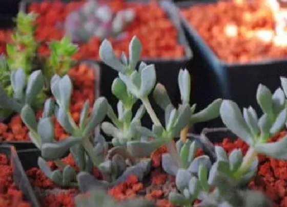 种植土壤|白凤菊配土方法与种植的土壤