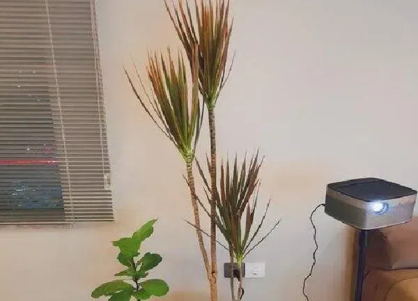 植物浇水|千年木多长时间浇一次水