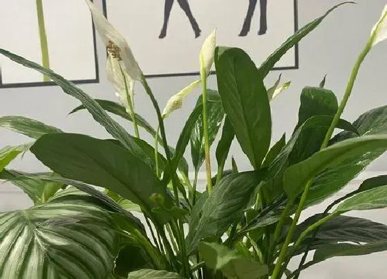 冬天植物|一帆风顺耐寒吗
