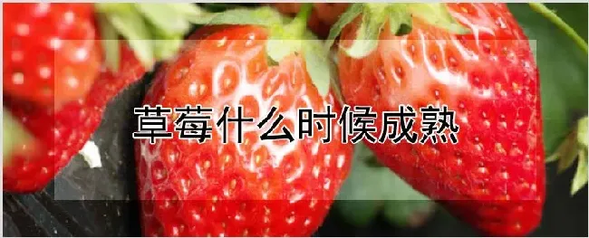 草莓什么时候成熟 | 自然知识