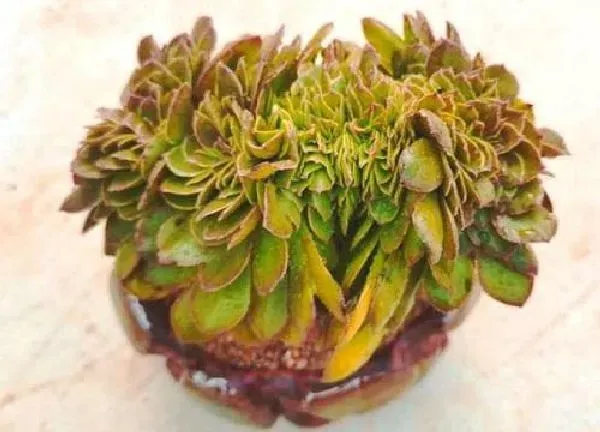 植物浇水|法师夏天怎么浇水方法