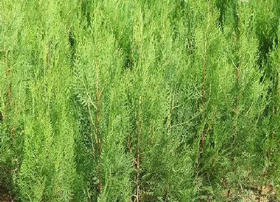 树之最|园景树有哪些