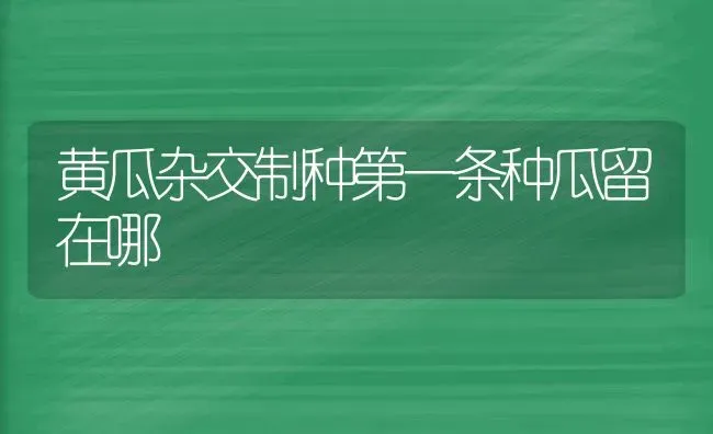 黄瓜杂交制种第一条种瓜留在哪 | 蔬菜种植