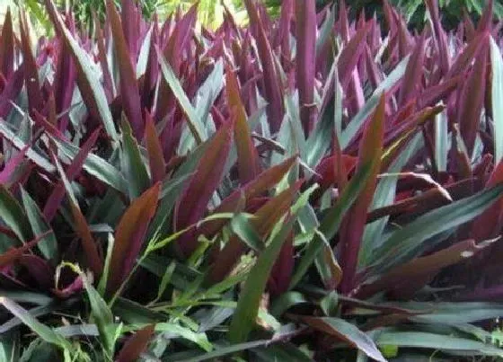 植物排行|万年青哪个品种好