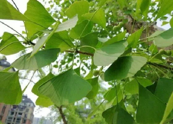 植物寓意|银杏的寓意和象征风水