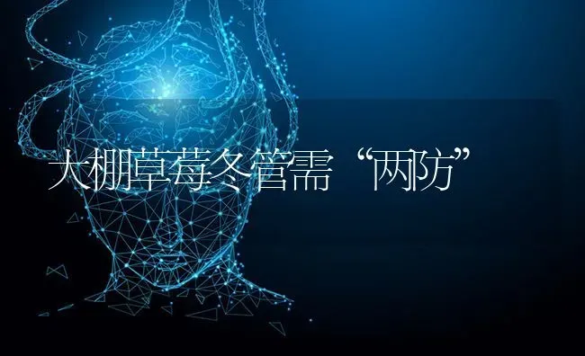 大棚草莓冬管需“两防” | 瓜果种植