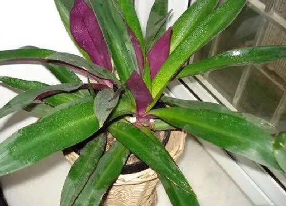 植物毒性|紫背元宝花有毒吗 可以放在室内养吗