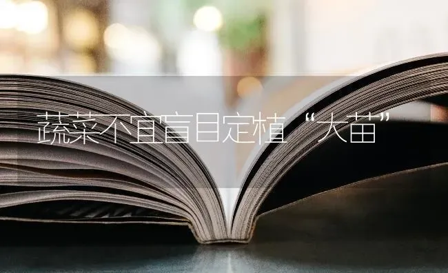 蔬菜不宜盲目定植“大苗” | 蔬菜种植