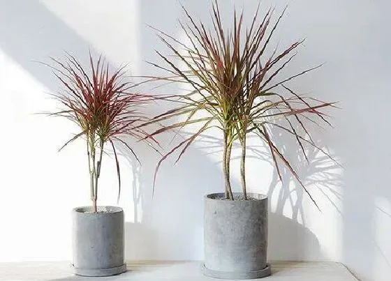 植物百科|龙血树一年长多高