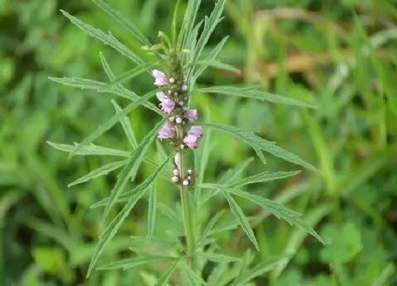 植物百科|益母草生长在什么地方