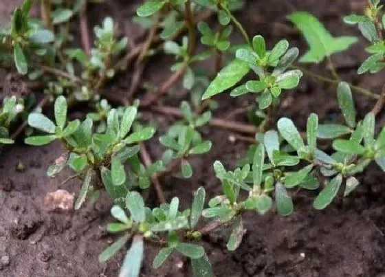 植物百科|长寿草又叫什么名称