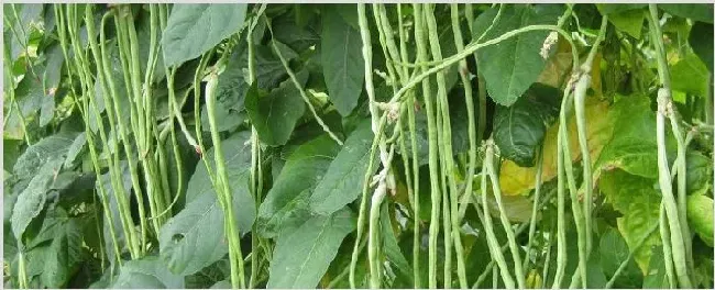 虹豆种植时间与方法 | 农业技术