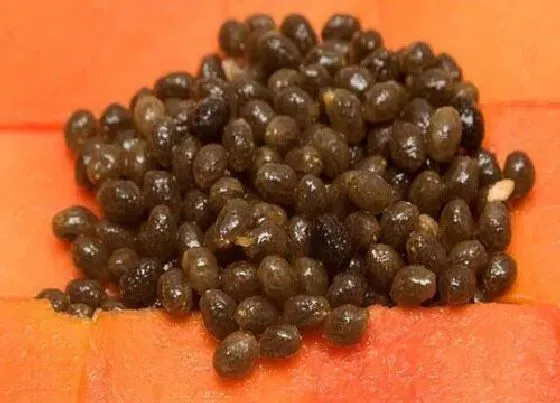功效常识|木瓜籽的功效与作用及食用方法