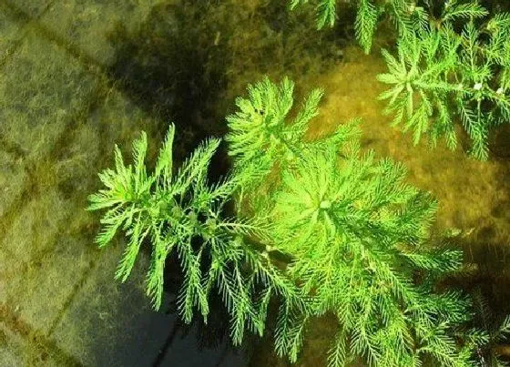 植物排行|鱼缸水培植物有哪些