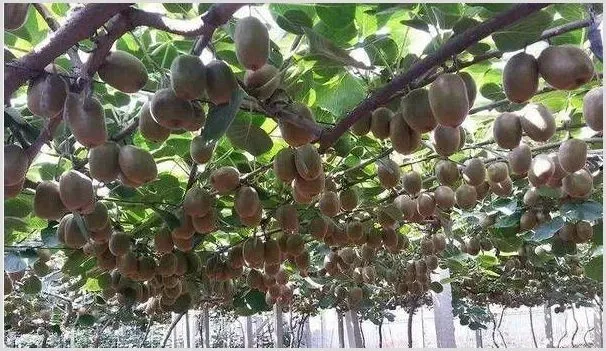 增加猕猴桃产量的种植管理技巧有哪些？ | 种植资料