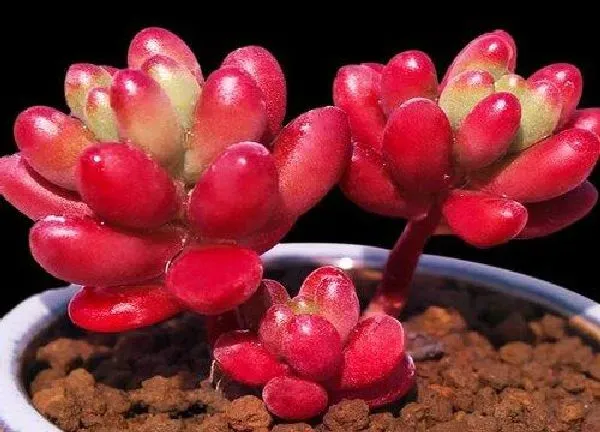 植物生根|虹之玉扦插多久生根发芽 在几月份扦插最好