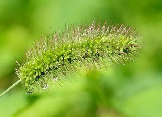 植物百科|狗尾巴草开花吗 开花什么样子
