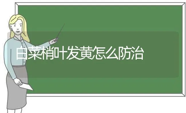白菜梢叶发黄怎么防治 | 蔬菜种植