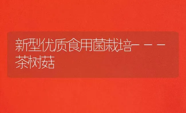 新型优质食用菌栽培---茶树菇 | 食用菌种植