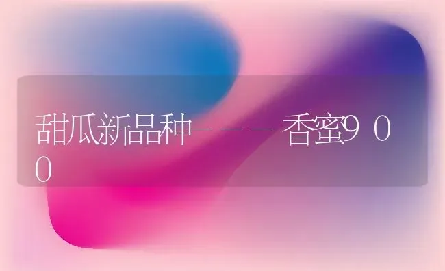 甜瓜新品种---香蜜900 | 瓜果种植