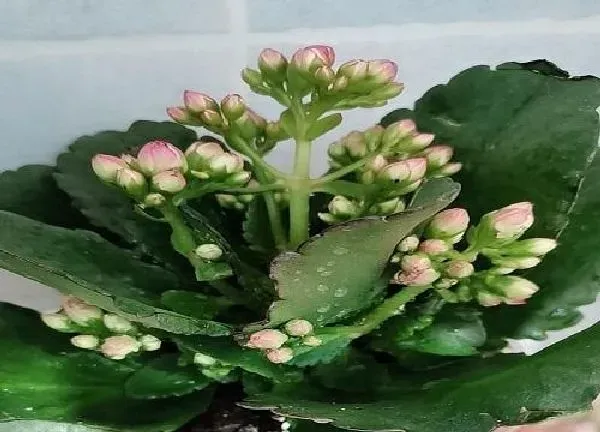 养殖方法|长寿花的茎杆太长了怎么办（花茎长得太高不长叶子原因）