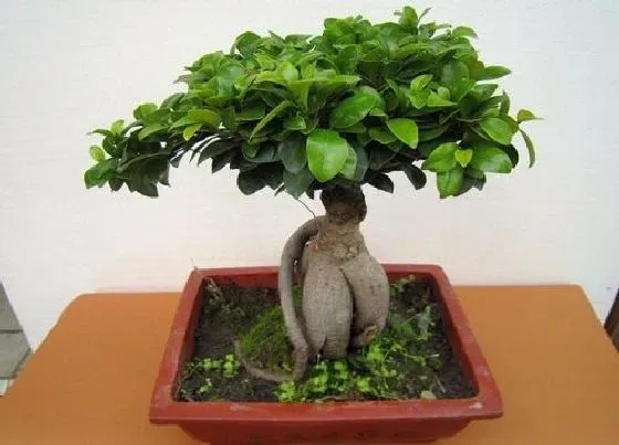 植物百科|人参榕树开花吗 开花什么样子