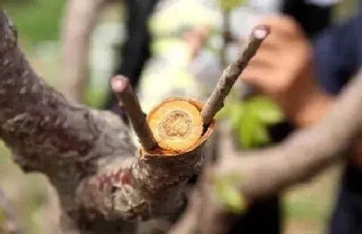 植物嫁接|嫁接要注意什么才能保证成活率，嫁接关键措施及注意事项）