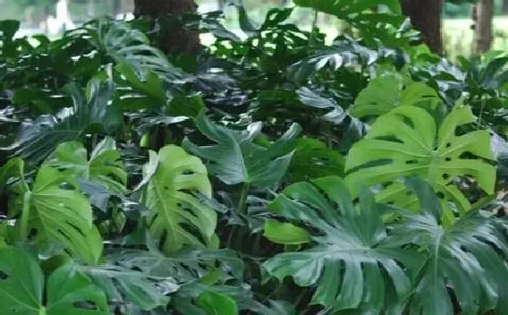 植物施肥|龟背竹花肥用什么合适 肥料制作与使用方法