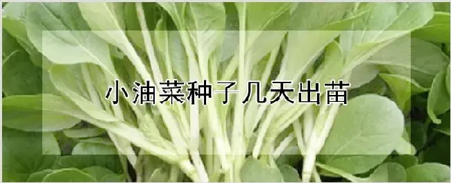 小油菜种子几天出苗 | 农业技术