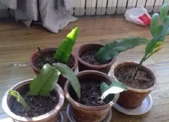 植物毒性|昙花有毒吗 可以放在室内养吗