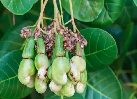 植物百科|腰果从哪里长出来的