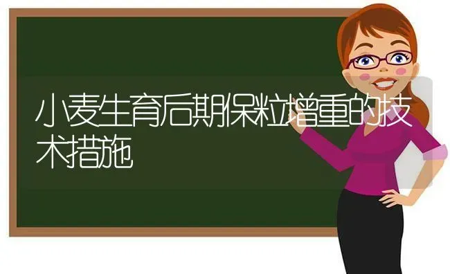 小麦生育后期保粒增重的技术措施 | 粮油作物种植