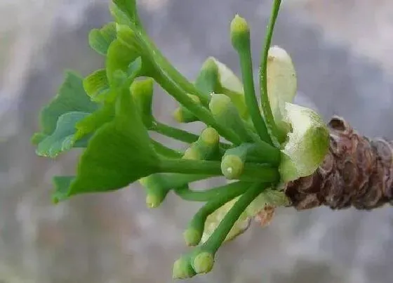 植物百科|银杏开花吗 开花什么样子