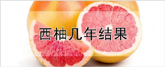 西柚几年结果 | 农业科普